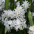 Buy Scilla siberica 'Alba' Bulbs online UK