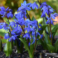 Buy Scilla siberica (Siberian Squill) Bulbs online UK
