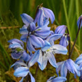Buy Scilla siberica 'Spring Beauty' Bulbs online UK