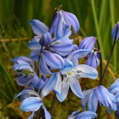 Buy Scilla siberica 'Spring Beauty' Bulbs online UK