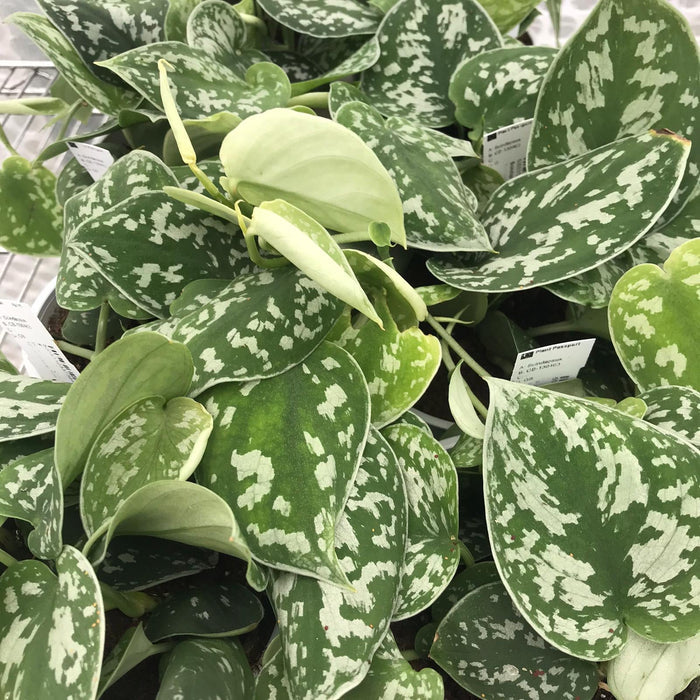 Buy Scindapsus pictus (Satin Pothos) online UK