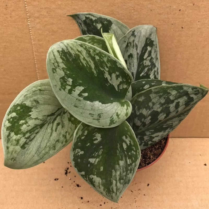 Buy Scindapsus pictus (Satin Pothos) online UK