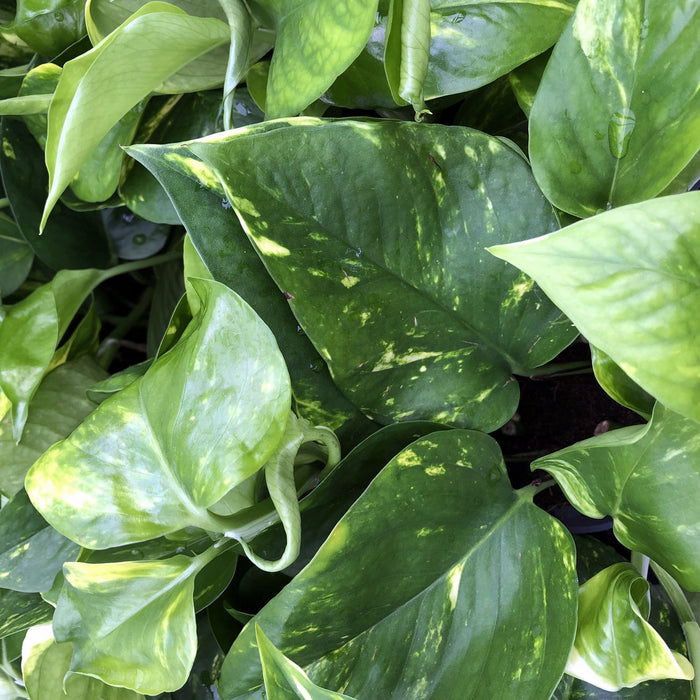 Buy Scindapsus pictus (Satin Pothos) online UK