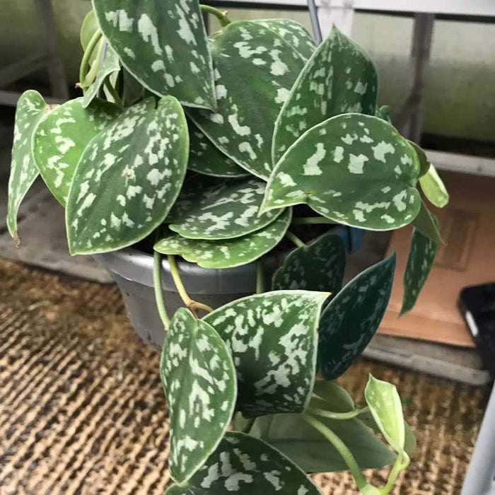 Buy Scindapsus pictus (Satin Pothos) online UK