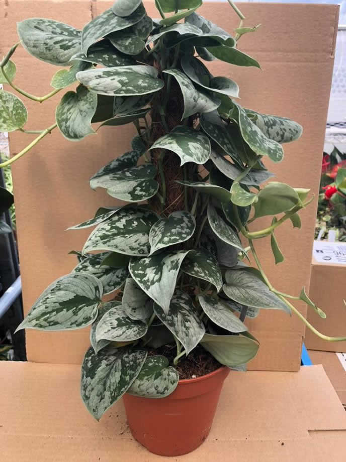 Buy Scindapsus pictus (Satin Pothos) online UK