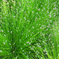 Buy Scirpus cernuus (Fibre Optic Plant) online UK
