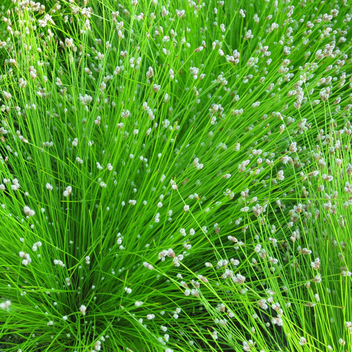 Buy Scirpus cernuus (Fibre Optic Plant) online UK