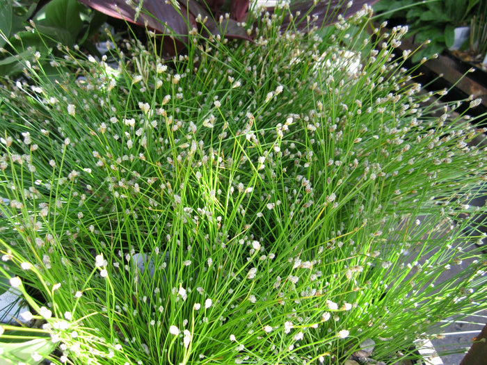 Buy Scirpus cernuus (Fibre Optic Plant) online UK