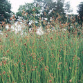 Buy Scirpus lacustris (Clubrush) online UK