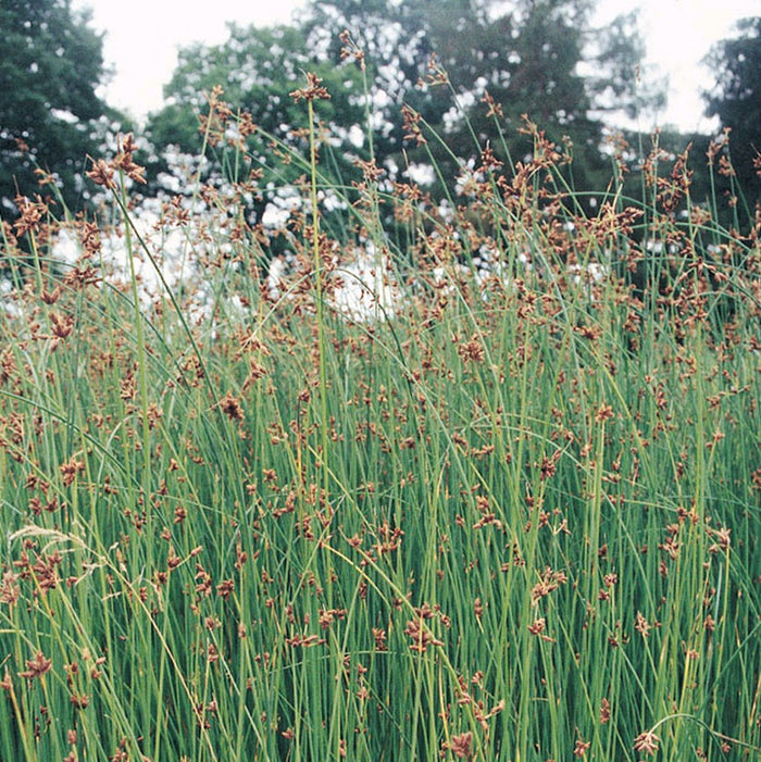Buy Scirpus lacustris (Clubrush) online UK