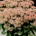 Buy Sedum 'Autumn Joy' online UK