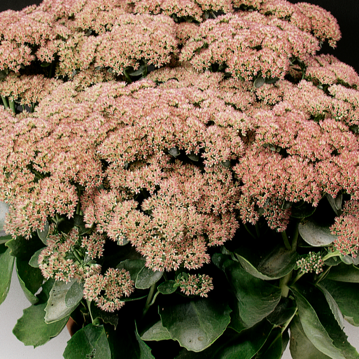 Buy Sedum 'Autumn Joy' online UK