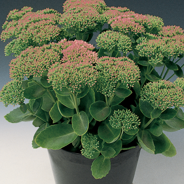 Buy Sedum 'Autumn Joy' online UK