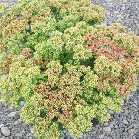 Buy Sedum 'Autumn Joy' online UK