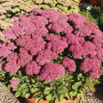 Buy Sedum 'Autumn Joy' online UK