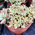 Buy Sedum 'Bordeauxheart' online UK