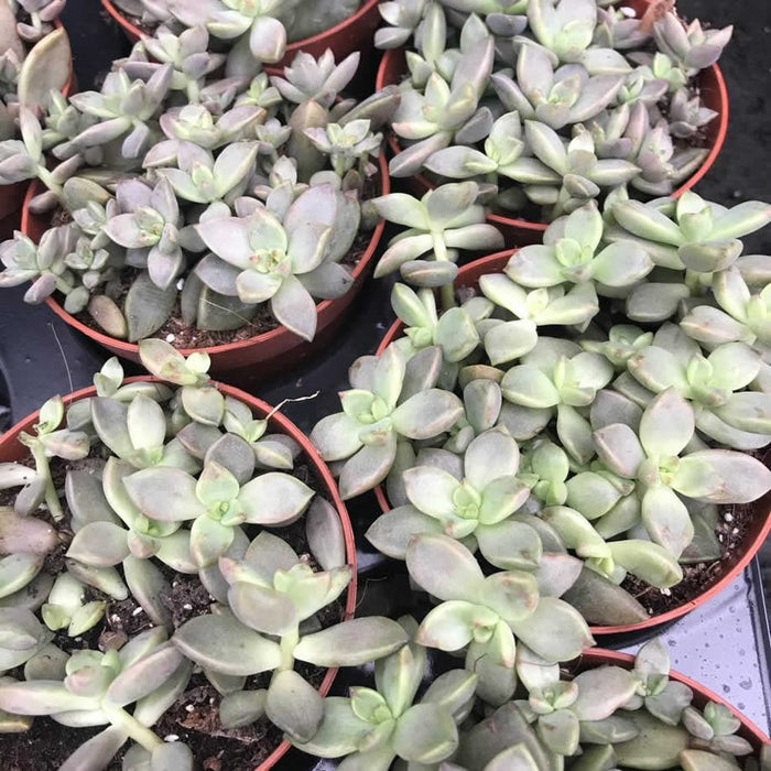 Buy Sedum 'Bordeauxheart' online UK