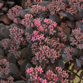 Buy Sedum 'Dark Canyon' online UK