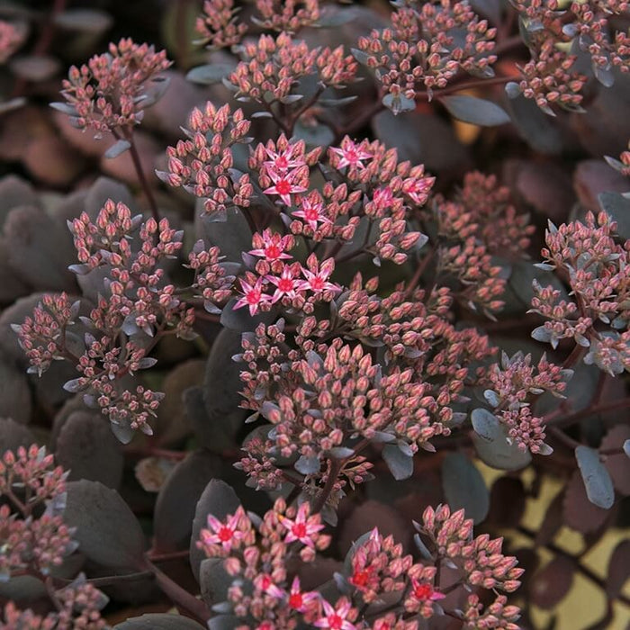 Buy Sedum 'Dark Canyon' online UK
