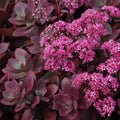 Buy Sedum 'Firecracker' (SunSparkler Series) online UK