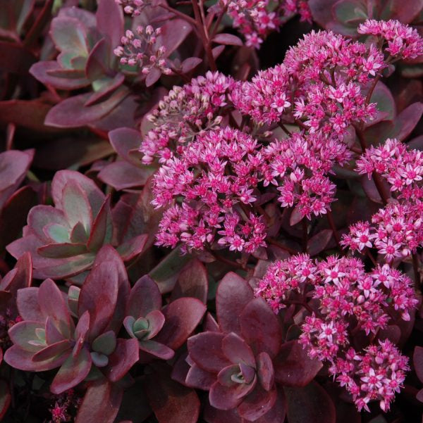 Buy Sedum 'Firecracker' (SunSparkler Series) online UK