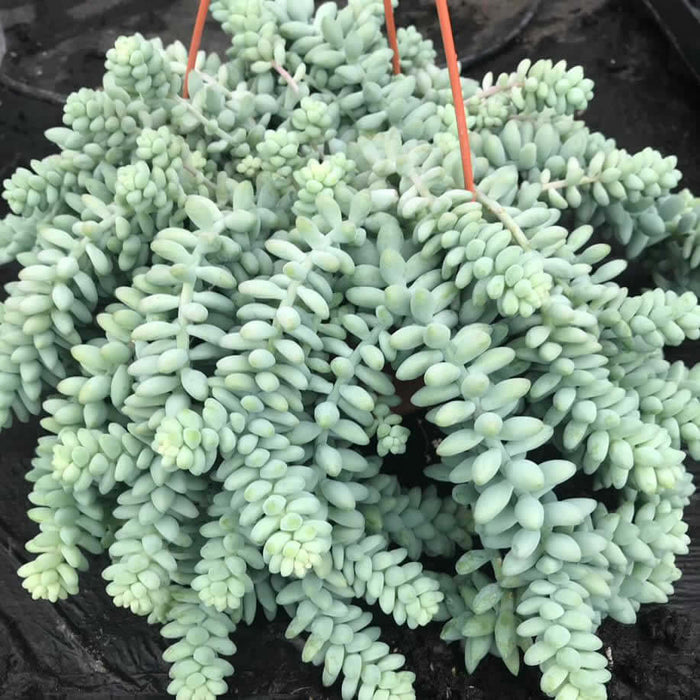 Buy Sedum morganianum (Burro's Tail) online UK