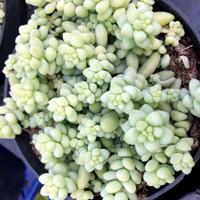 Buy Sedum morganianum (Burro's Tail) online UK