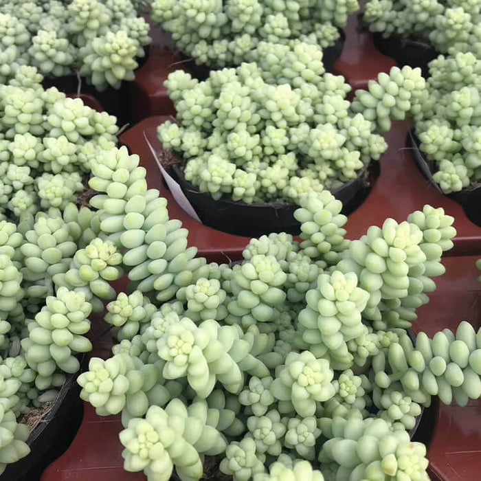 Buy Sedum morganianum (Burro's Tail) online UK
