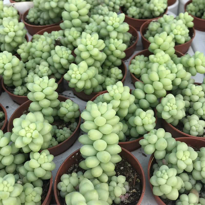Buy Sedum morganianum (Burro's Tail) online UK
