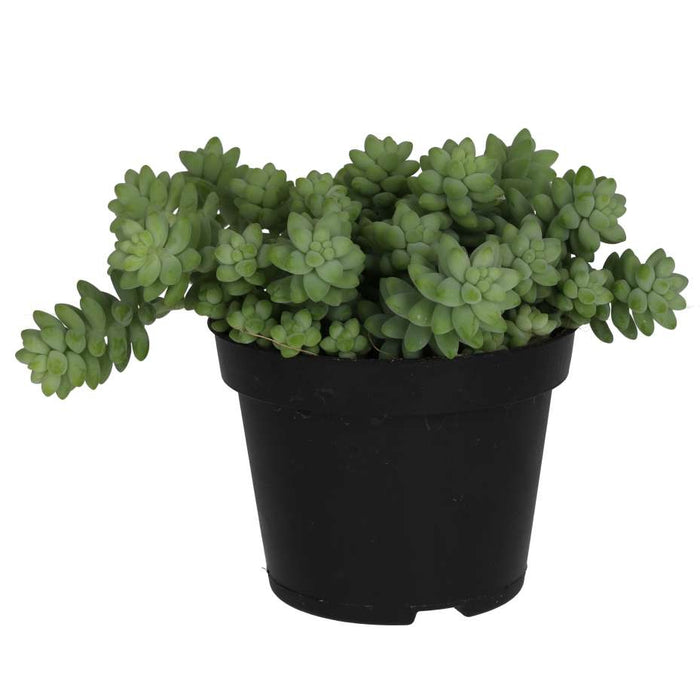 Buy Sedum morganianum (Burro's Tail) online UK