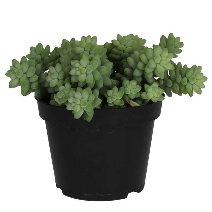 Buy Sedum morganianum (Burro's Tail) online UK