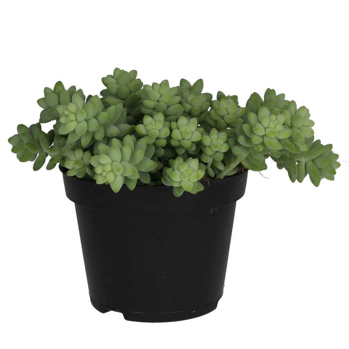 Buy Sedum morganianum (Burro's Tail) online UK