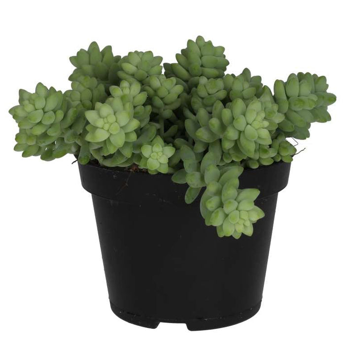 Buy Sedum morganianum (Burro's Tail) online UK