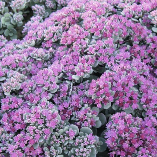 Buy Sedum 'Rose Carpet' online UK
