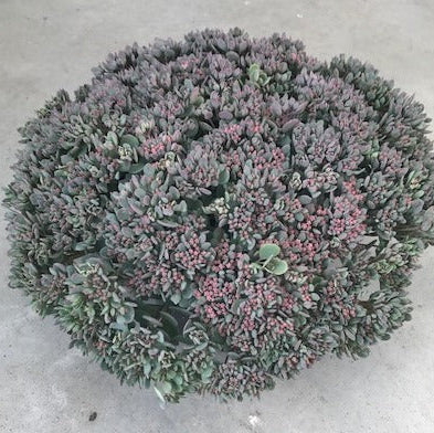 Buy Sedum 'Rose Carpet' online UK