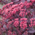 Buy Sedum telephium 'Chocolate Cherry' online UK