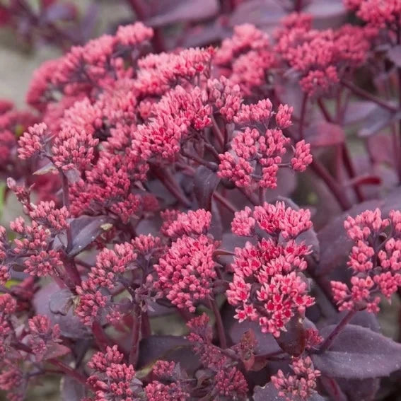 Buy Sedum telephium 'Chocolate Cherry' online UK
