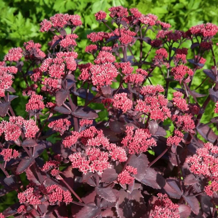 Buy Sedum telephium 'Chocolate Cherry' online UK