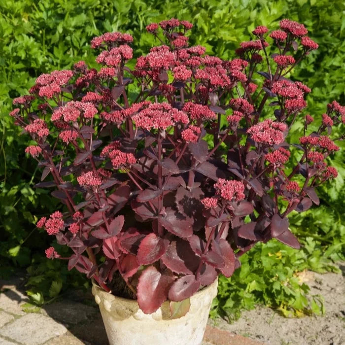 Buy Sedum telephium 'Chocolate Cherry' online UK