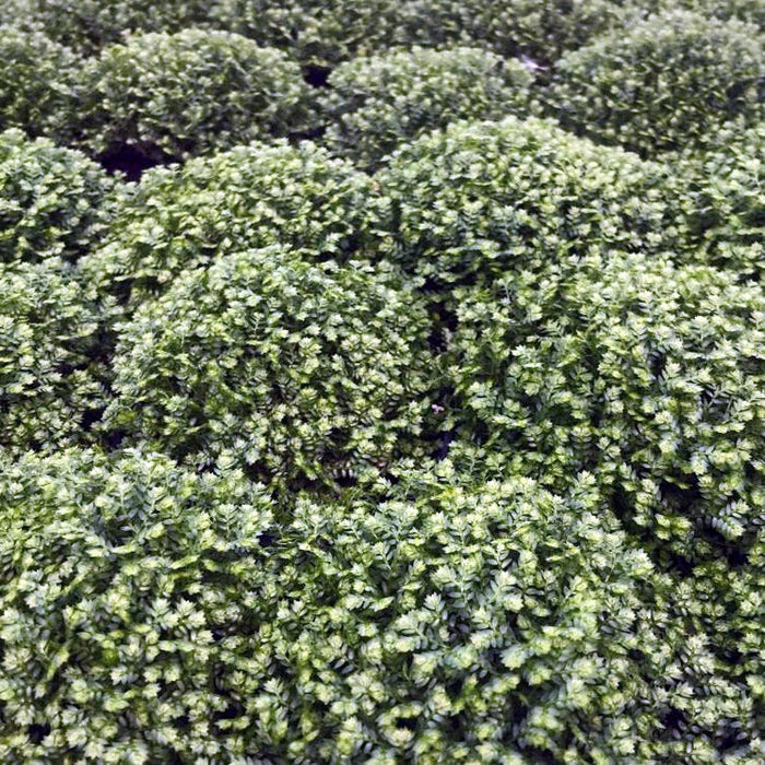 Buy Selaginella apoda (Meadow Spikemoss) online UK