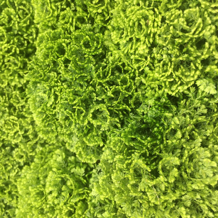 Buy Selaginella apoda (Meadow Spikemoss) online UK