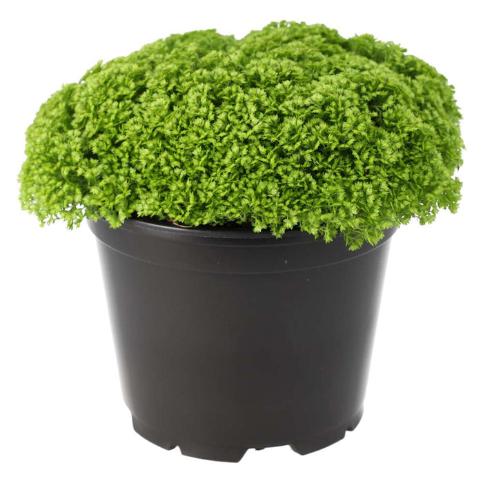 Buy Selaginella apoda (Meadow Spikemoss) online UK