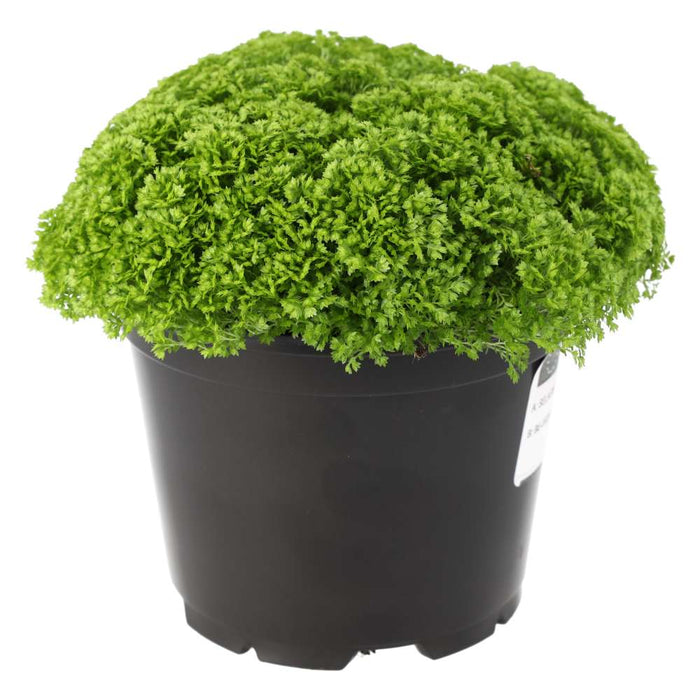 Buy Selaginella apoda (Meadow Spikemoss) online UK