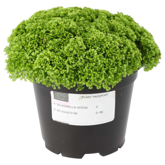 Buy Selaginella apoda (Meadow Spikemoss) online UK