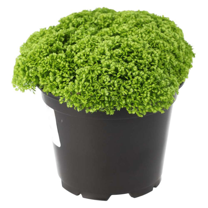 Buy Selaginella apoda (Meadow Spikemoss) online UK