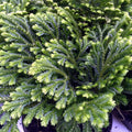 Buy Selaginella martensii 'Jori' online UK