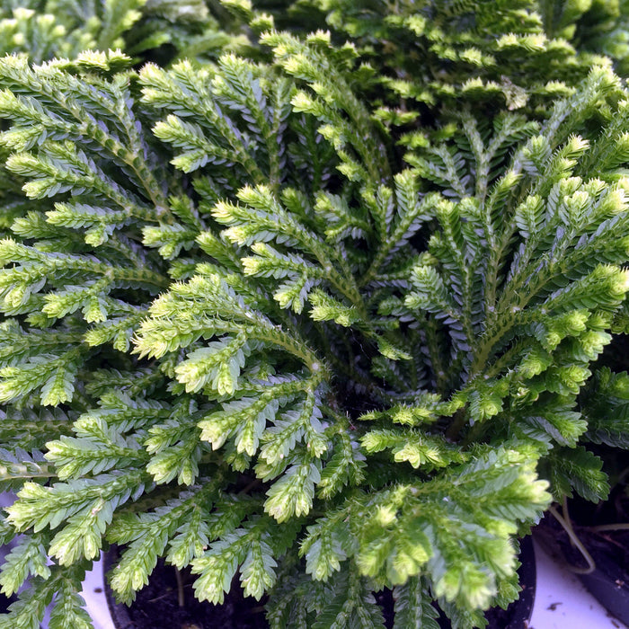 Buy Selaginella martensii 'Jori' online UK