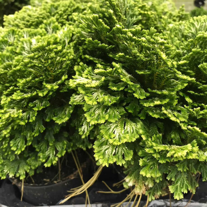 Buy Selaginella martensii 'Jori' online UK