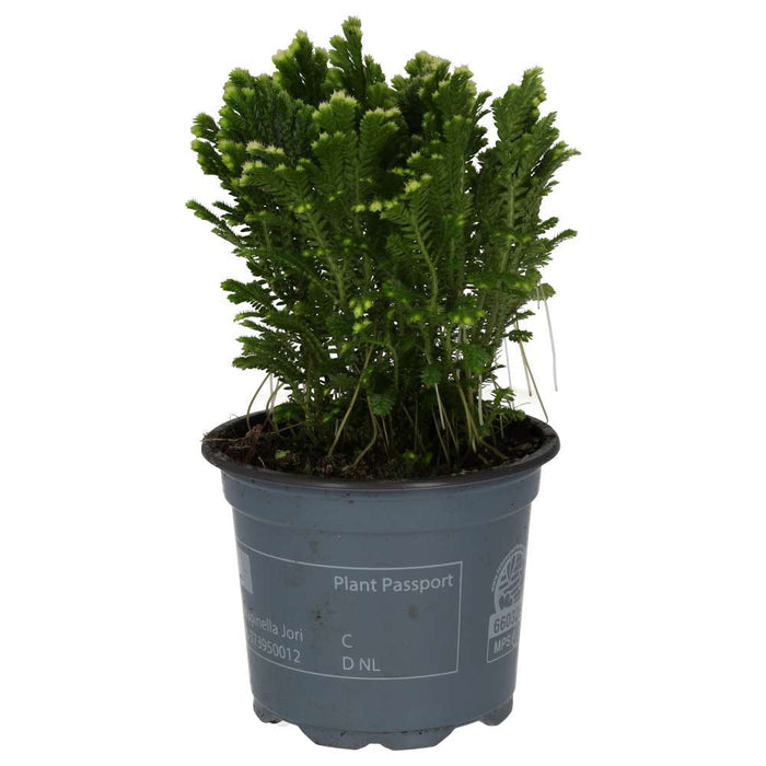 Buy Selaginella martensii 'Jori' online UK