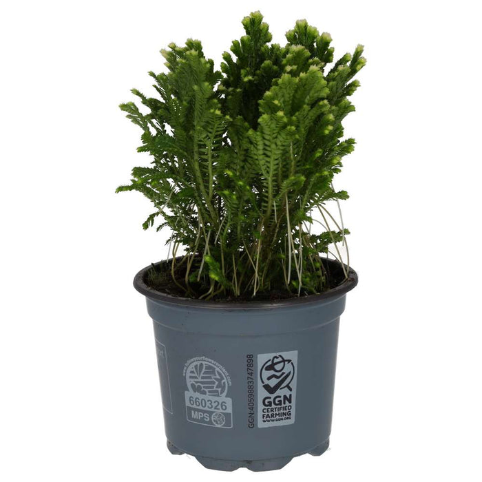 Buy Selaginella martensii 'Jori' online UK